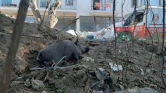 Yalıkavak’ta Domuz Kapana Takıldı