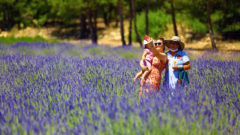 “Mor Tarlalar” Güzelliğiyle Göz Kamaştırıyor