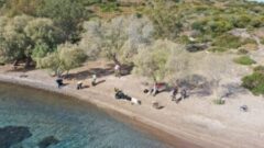 Bodrum’da Doğa Kazanacak