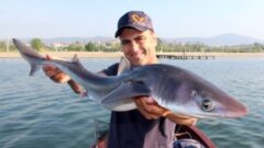 Bodrum’da sahile ölü köpek balığı vurdu.